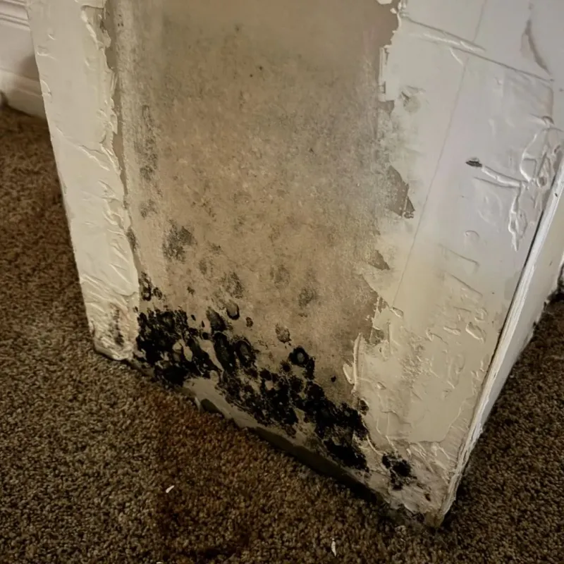 Professional Mold Removal in Horse Shoe, NC